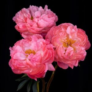 Coral Charm (10 Stems)