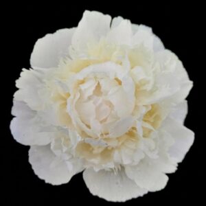 The Princess Bride (10 Stems)