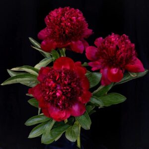 Red Charm Peonies