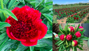 Red Charm