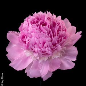 Angel Cheeks (10 Stems)