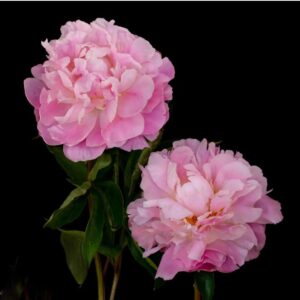 Catherina Fontijn (10 Stems)