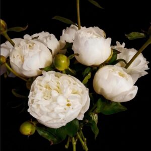 Duchess De Nemours (10 Stems)