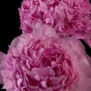 Monsieur Jules Elie (10 Stems)