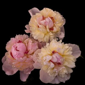 Raspberry Sundae (10 Stems)